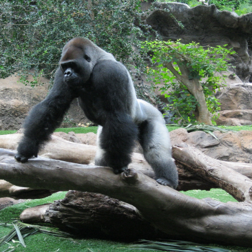gorillas
