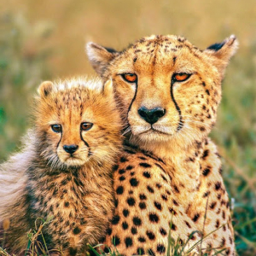 leopards